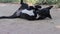 Black puppy dog â€‹â€‹lying and playing on the ground , animal outdoor background Â 